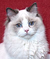 Ragalon Rebecca :