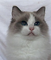 FIN*Hobbit-Dolls Purrball: