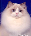 JJ'sPurrecious Migi: