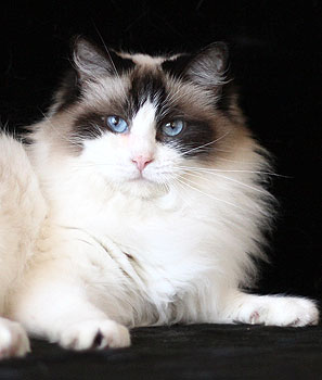 Ru*Eria Pro Charming Cristal