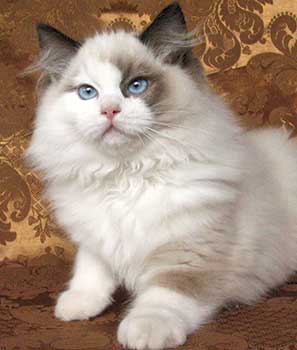 Ru*Eria Pro Little Sun