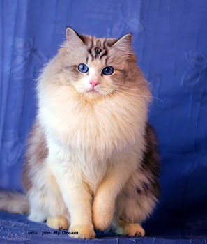 Ru*Eria Pro My Dream