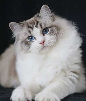 Ru* Eria Pro Perfect Style