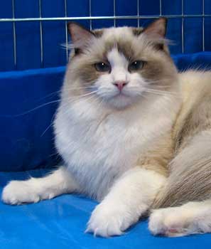 Ru*Eria Pro Roma Raviol