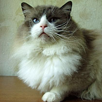 FIN*KranniRags Harrison