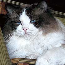 FIN*HOBBIT DOLLS STYLISH BOY