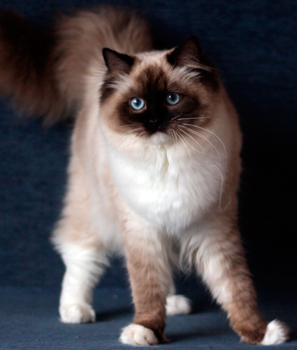 Kiss Me Kate of Jalapeno