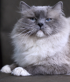 Koc Pol Barney Rubble