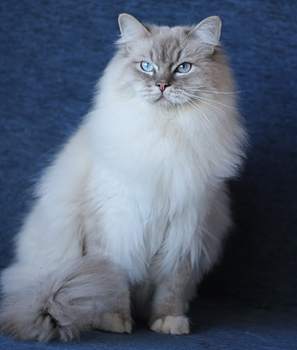 Koc Pol Barney Rubble