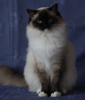 Kiss Me Kate of Jalapeno