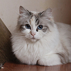 Patrirca Purr PleasureTime