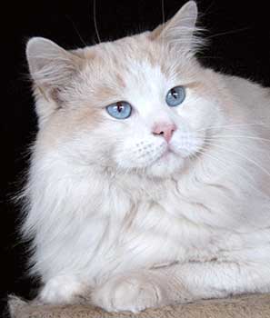 Raggledazzle Ample Fire