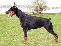 Click to enlarge Eria Pro Lilia Blanca