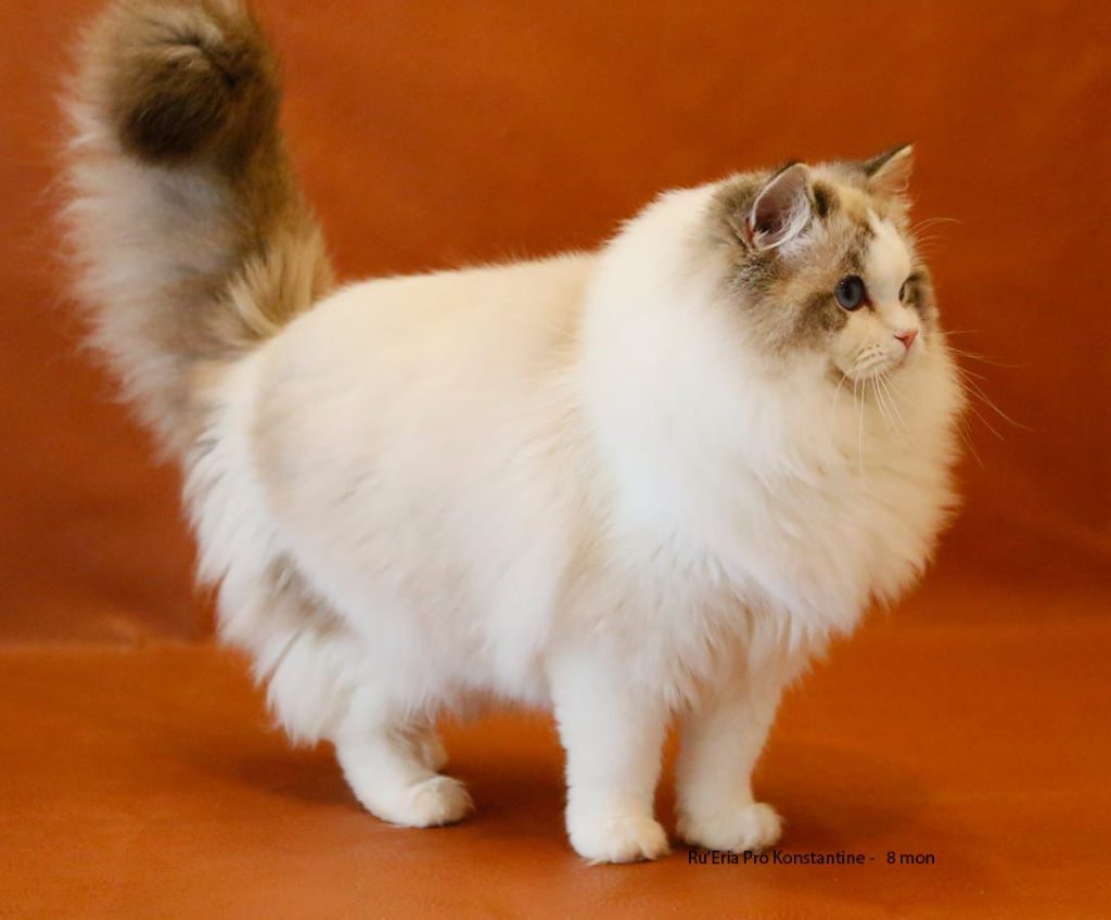 RU’Eria Pro Konstantine