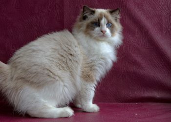 Кошки и котята на продажу