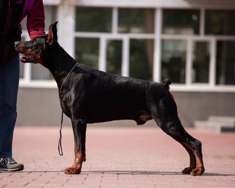 Eria Pro Cаtcher Dream