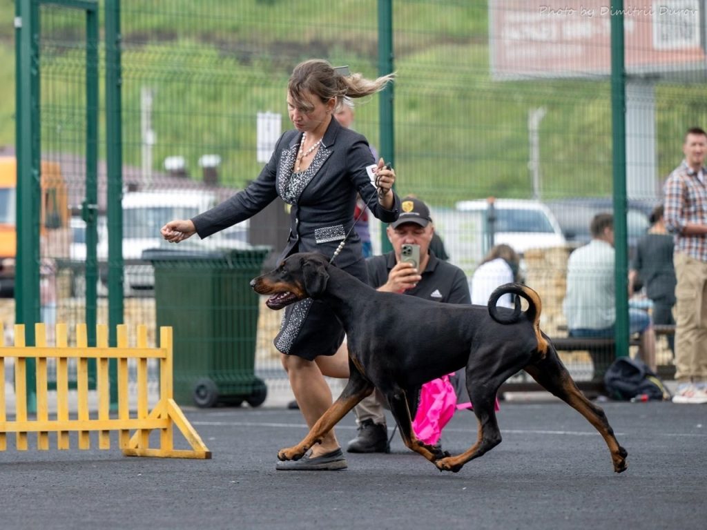 Eria Pro Perri Ellis