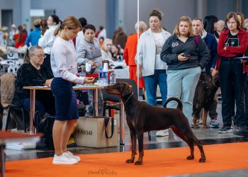 19.10.2025 Национальная выставка ранга САС/ «Чемпион РКФ» с Особым статусом+ Спешалити  г. Екатеринбург