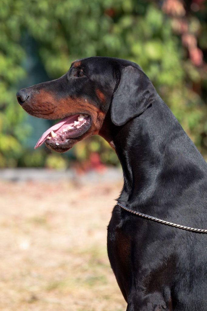 Изображение WhatsApp 2025-09-27 в 22.00.32_2820389d