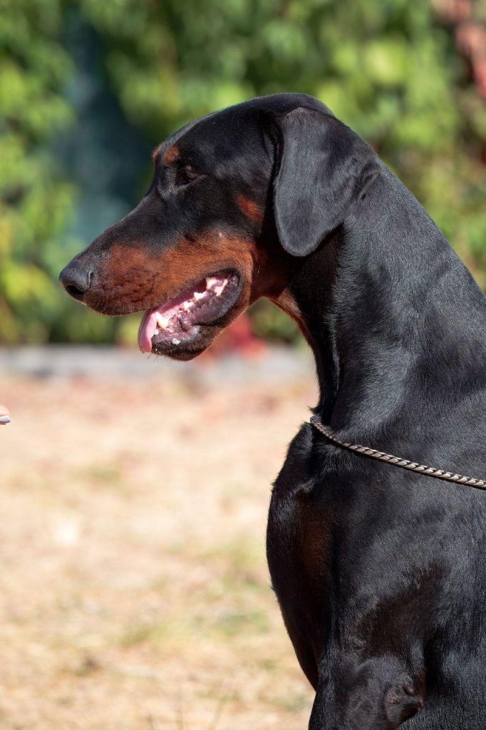 Изображение WhatsApp 2025-09-27 в 22.00.32_dbead9e6