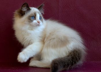 Кошки и котята на продажу